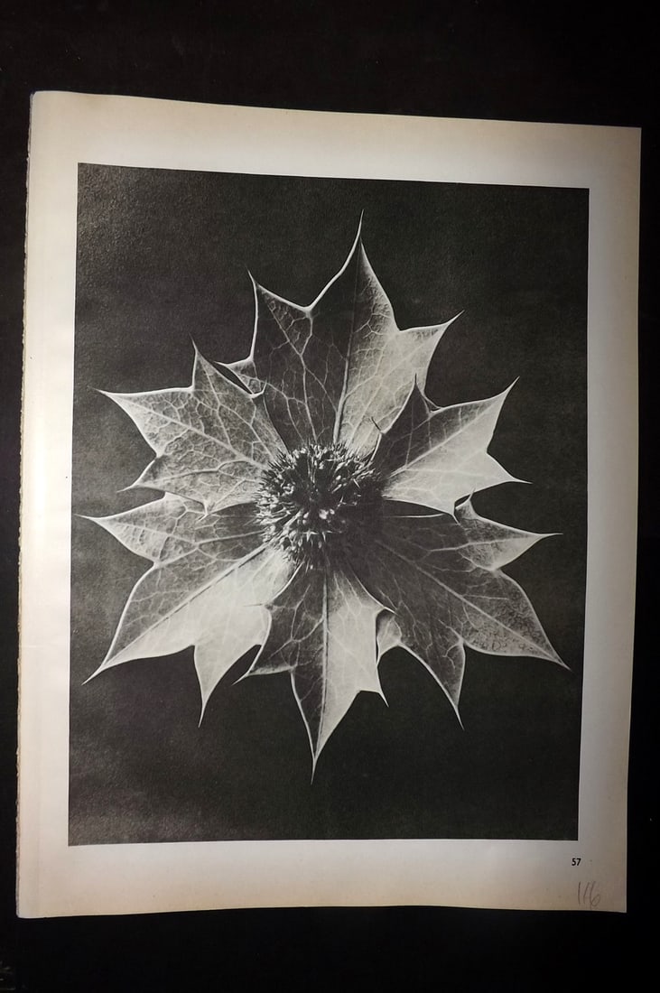 Blossfeldt, Karl 1942 Folio Vintage Botanical Print 57: Photogravures Published 1953, Berlin for "Urformen der Kunst" by Karl Blossfeldt. Reverse side blank. Paper Size: 12.5 x 10 inch (32 x 25cm) Good Condition