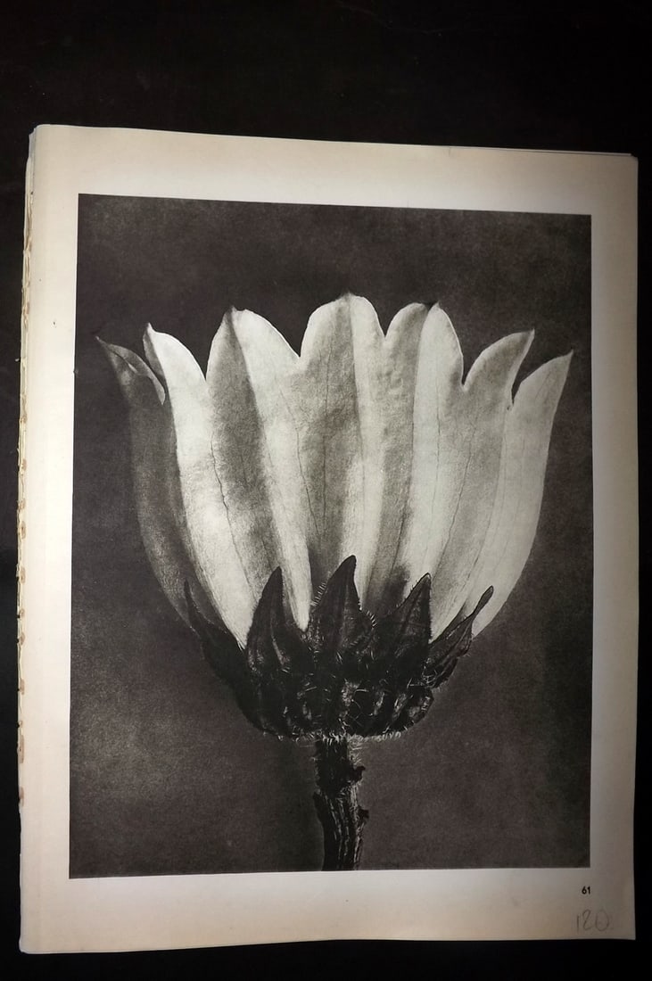 Blossfeldt, Karl 1942 Folio Vintage Botanical Print 61: Photogravures Published 1953, Berlin for "Urformen der Kunst" by Karl Blossfeldt. Reverse side blank. Paper Size: 12.5 x 10 inch (32 x 25cm) Good Condition