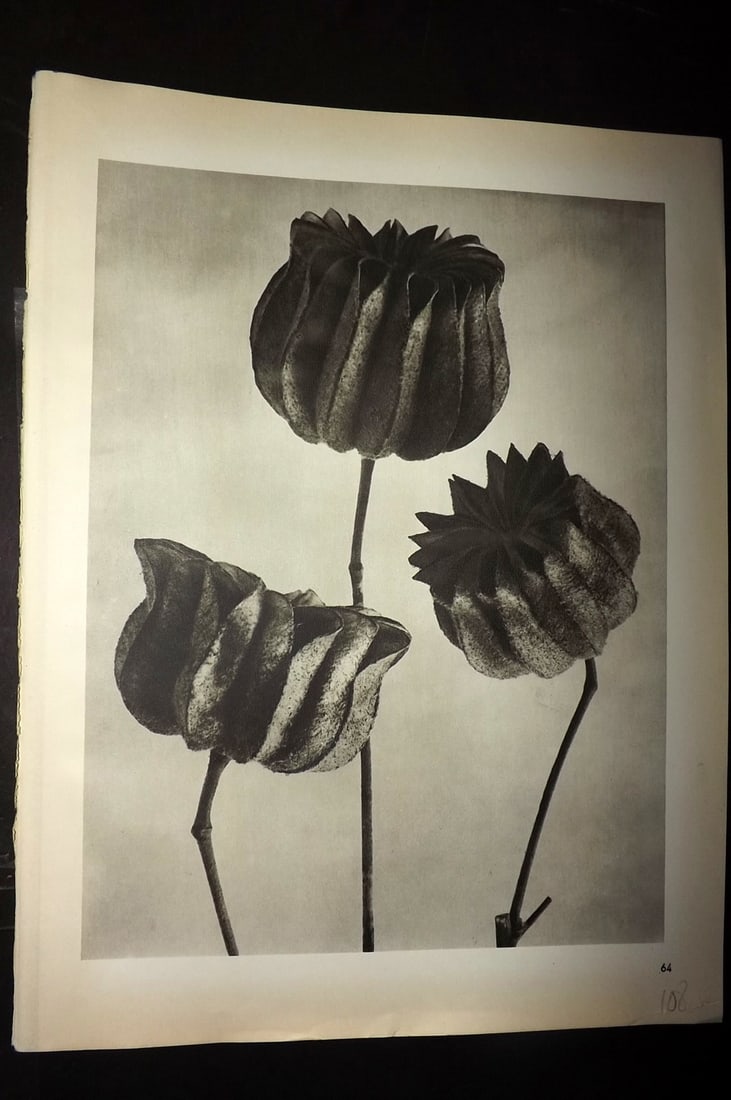 Blossfeldt, Karl 1942 Folio Vintage Botanical Print 64: Photogravures Published 1953, Berlin for "Urformen der Kunst" by Karl Blossfeldt. Reverse side blank. Paper Size: 12.5 x 10 inch (32 x 25cm) Good Condition