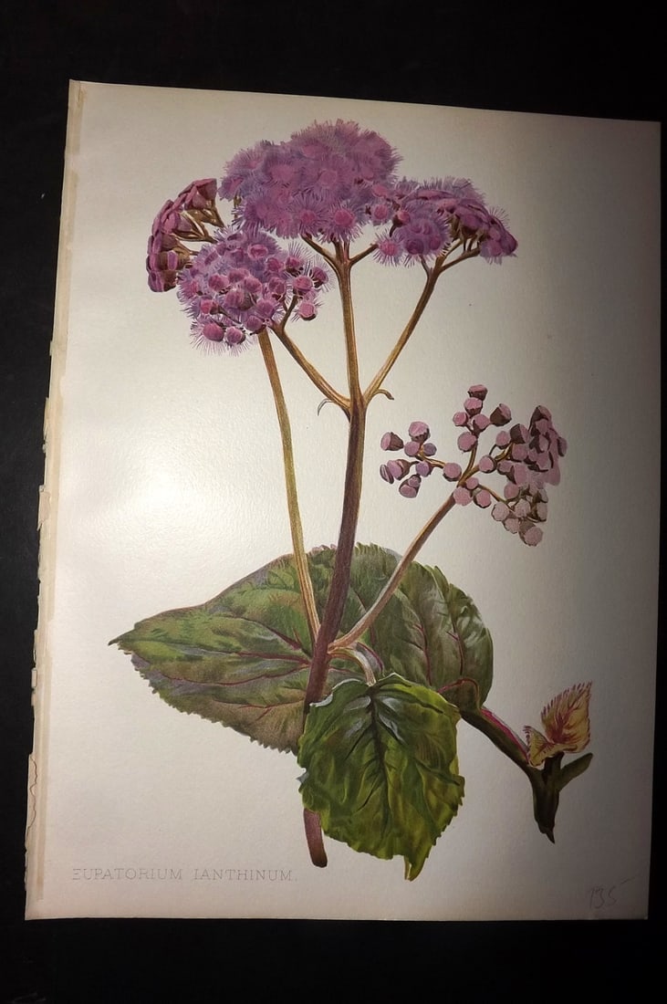 Moon, H. G. 1905 Botanical Print. Eupatorium Ianthinum: Chromolithograph Published 1903-05, London for "Flora and Sylva" Illustrated by H. G. Moon. Paper Size: 12 x 9 inch (30 x 23cm) Good Condition