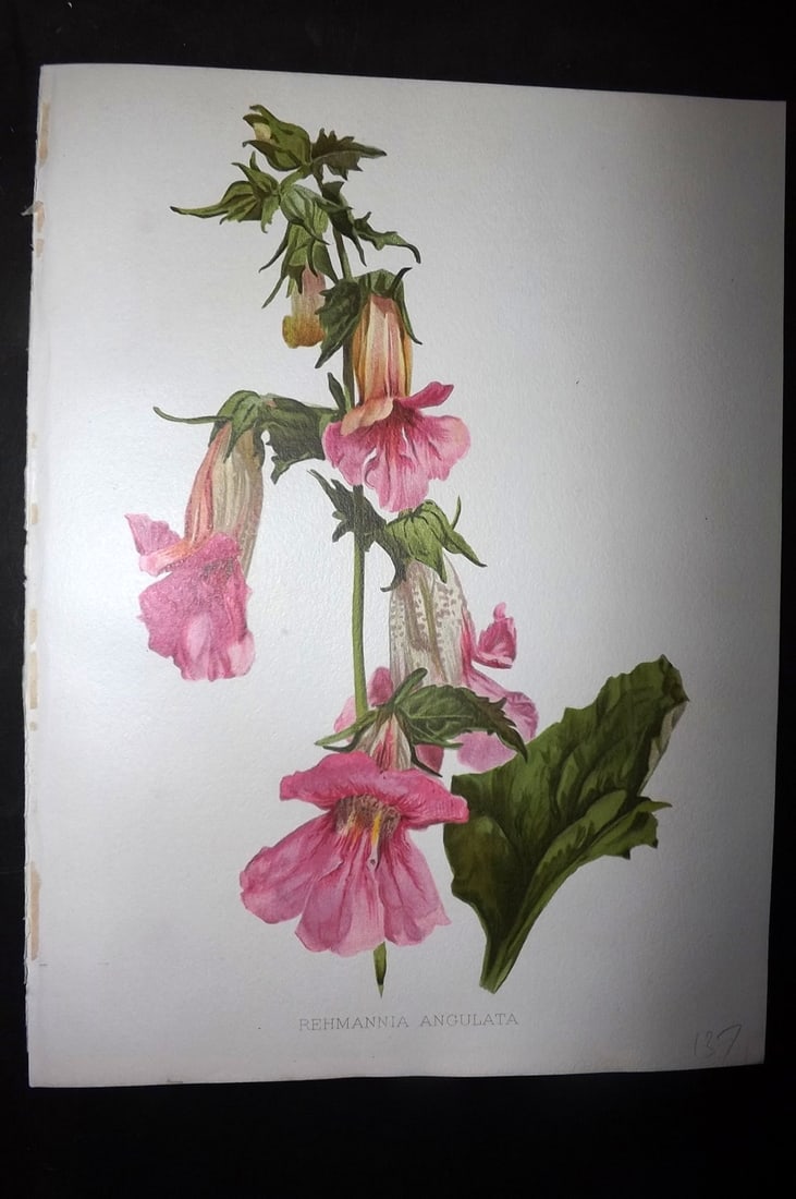 Moon, H. G. 1905 Botanical Print. Rehmannia Angulata.: Chromolithograph Published 1903-05, London for "Flora and Sylva" Illustrated by H. G. Moon. Paper Size: 12 x 9 inch (30 x 23cm) Good Condition
