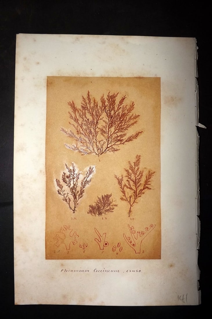 Original Art C1875 Seaweed. Plocamium Coccineum 02: Pen, Ink and/or Watercolour Made in C1875, England for a privately created work on British Seaweeds by an unknown but Gifted Artist. Each drawing with accompanying descriptive manuscript plate, also f