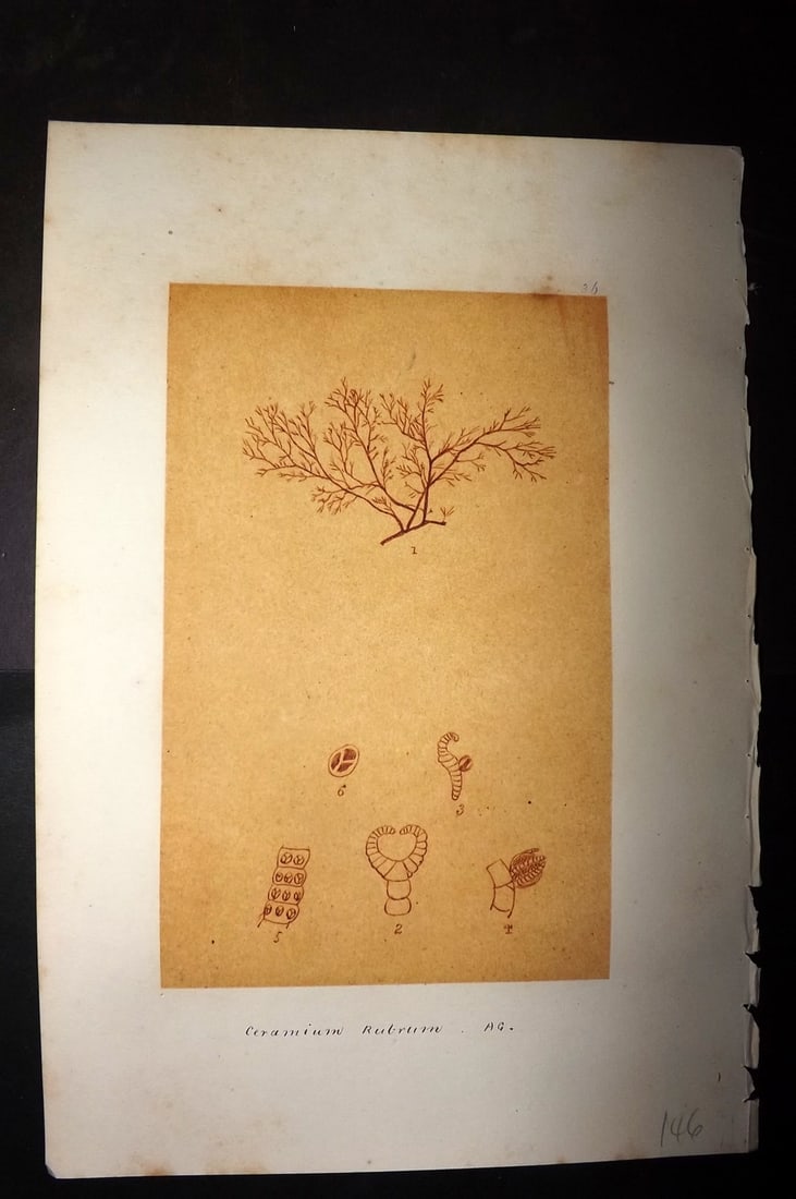 Original Art C1875 Seaweed. Ceramium Rubrum 36: Pen, Ink and/or Watercolour Made in C1875, England for a privately created work on British Seaweeds by an unknown but Gifted Artist. Each drawing with accompanying descriptive manuscript plate, also f