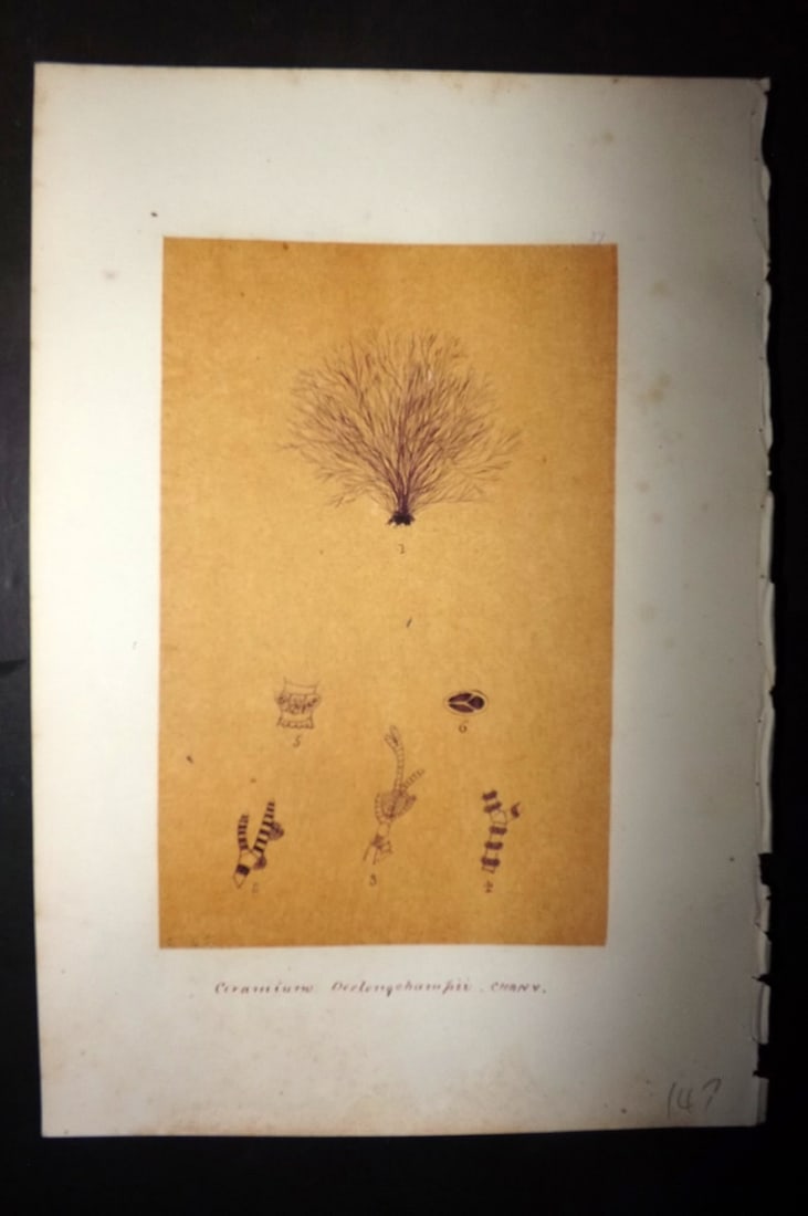 Original Art C1875 Seaweed. Ceramium Deslongchampii 37 (1 of 1)