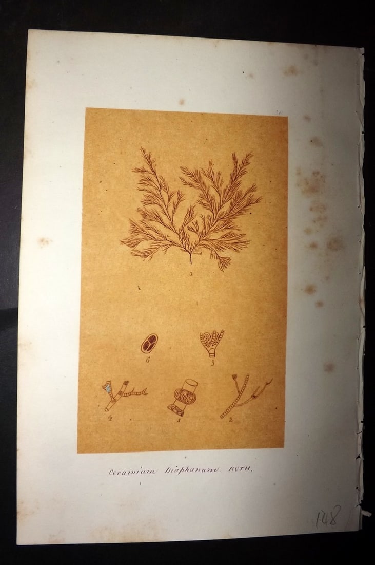 Original Art C1875 Seaweed. Ceramium Diaphanum 38 (1 of 1)