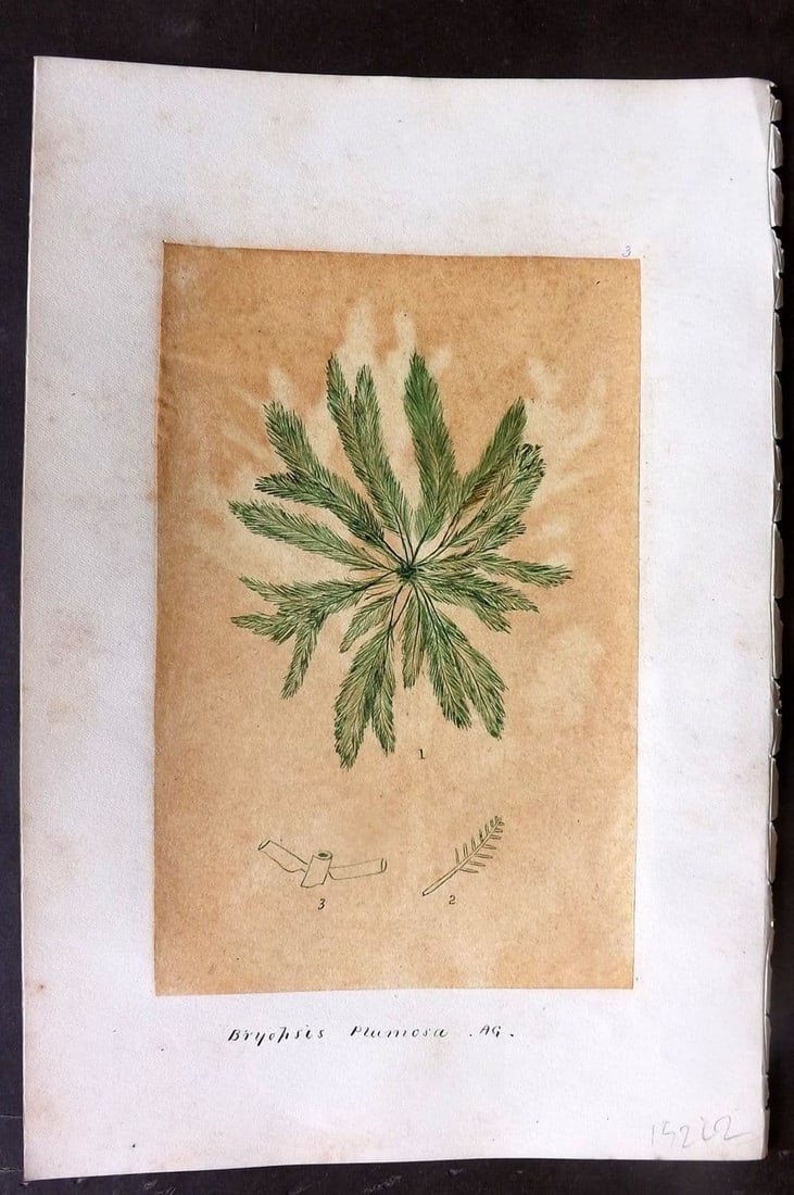Original Art C1875 Seaweed. Bryopsis Plumosa 03: Antique Pen, Ink and/or Watercolour Made in C1875, England for a privately created work on British Seaweeds by an unknown but Gifted Artist. Each drawing with accompanying descriptive manuscript plate
