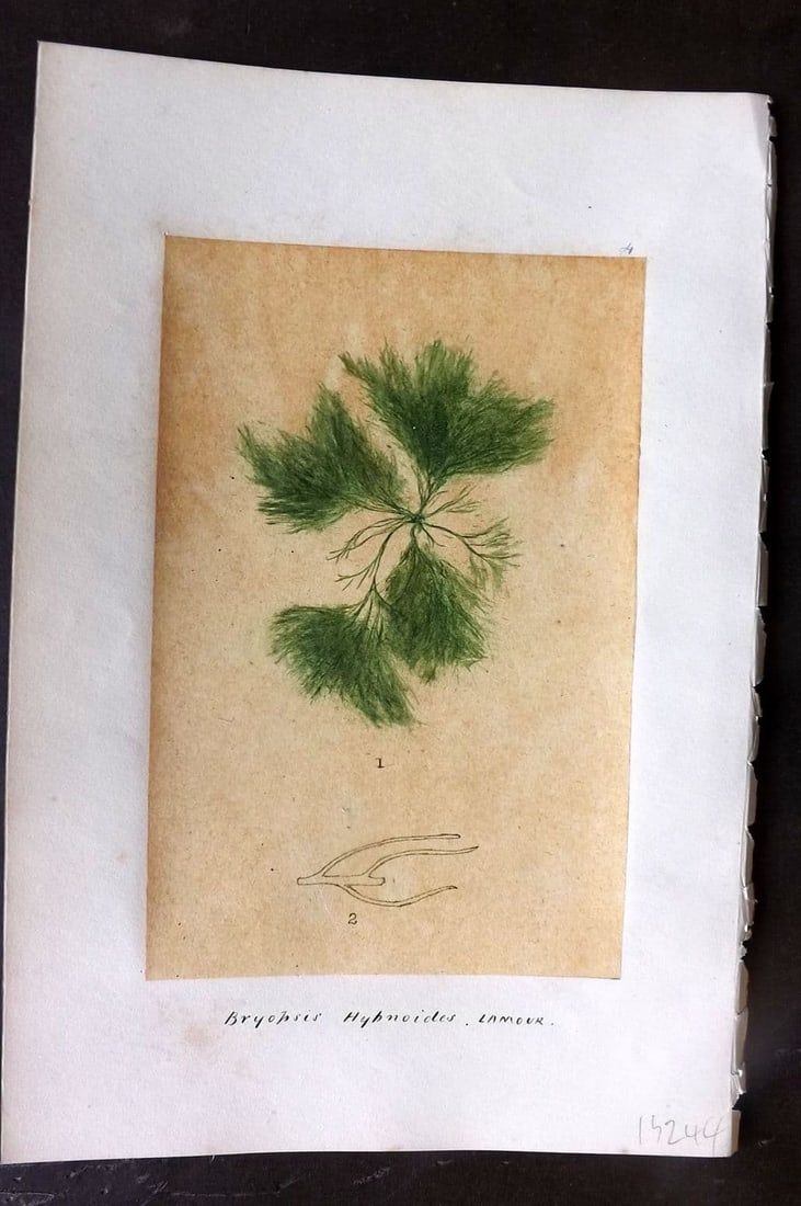 Original Art C1875 Seaweed. Bryopsis Hypnoides 04: Antique Pen, Ink and/or Watercolour Made in C1875, England for a privately created work on British Seaweeds by an unknown but Gifted Artist. Each drawing with accompanying descriptive manuscript plate