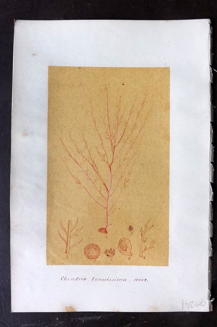 Original Art C1875 Seaweed. Chondria Tenuissima 05: Antique Pen, Ink and/or Watercolour Made in C1875, England for a privately created work on British Seaweeds by an unknown but Gifted Artist. Each drawing with accompanying descriptive manuscript plate
