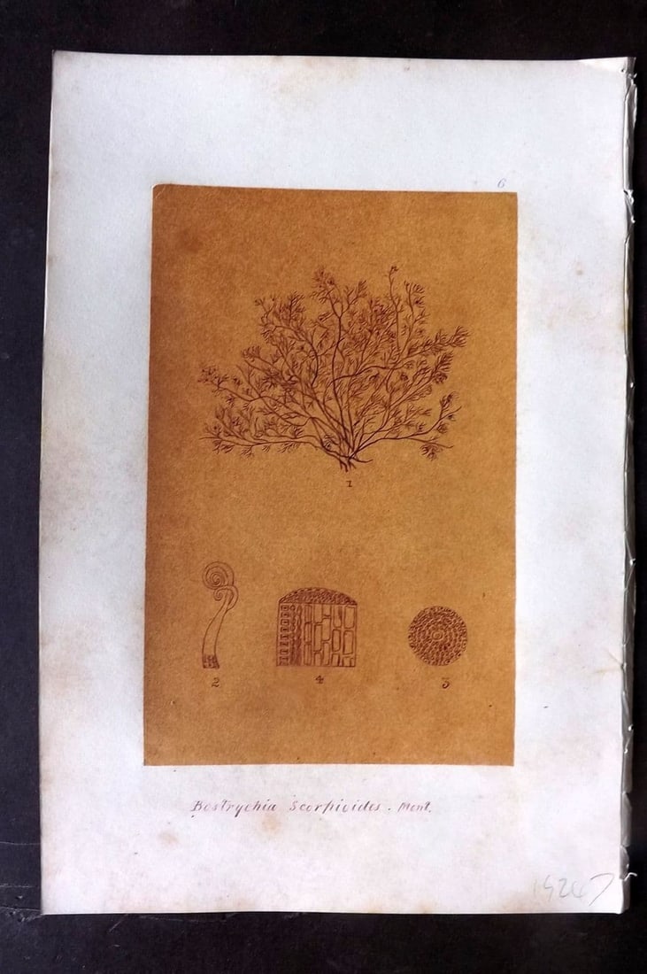 Original Art C1875 Seaweed. Bostrychia Scorpioides 06: Antique Pen, Ink and/or Watercolour Made in C1875, England for a privately created work on British Seaweeds by an unknown but Gifted Artist. Each drawing with accompanying descriptive manuscript plate