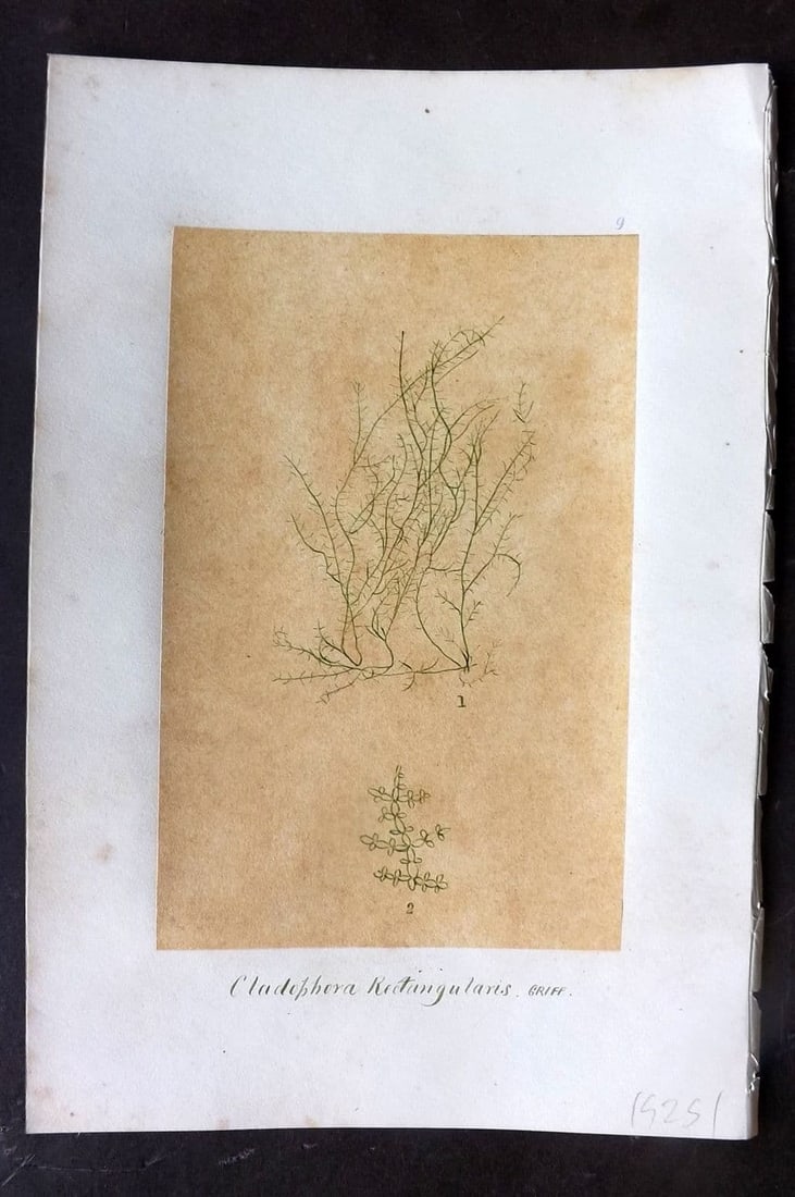 Original Art C1875 Seaweed. Cladophora Rectangularis 09: Antique Pen, Ink and/or Watercolour Made in C1875, England for a privately created work on British Seaweeds by an unknown but Gifted Artist. Each drawing with accompanying descriptive manuscript plate