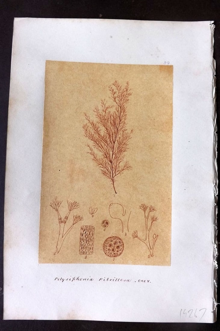 Original Art C1875 Seaweed. Polysiphonia Fibrillosa 22: Antique Pen, Ink and/or Watercolour Made in C1875, England for a privately created work on British Seaweeds by an unknown but Gifted Artist. Each drawing with accompanying descriptive manuscript plate