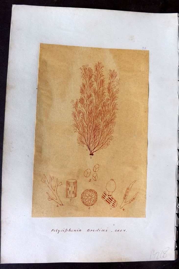 Original Art C1875 Seaweed. Polysiphonia Brodiaei 23: Antique Pen, Ink and/or Watercolour Made in C1875, England for a privately created work on British Seaweeds by an unknown but Gifted Artist. Each drawing with accompanying descriptive manuscript plate
