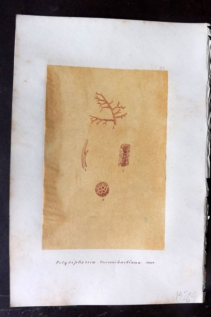 Original Art C1875 Seaweed. Polysiphonia Carmichaeliana 23: Antique Pen, Ink and/or Watercolour Made in C1875, England for a privately created work on British Seaweeds by an unknown but Gifted Artist. Each drawing with accompanying descriptive manuscript plate