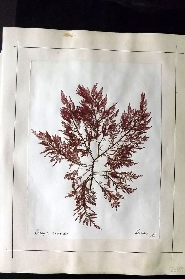 Pressed Seaweed (3) 1880's British Herbarium from Torquay, Devon (1 of 2)