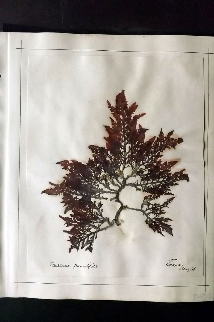 Pressed Seaweed (2) 1880's British Herbarium from Falmouth & Torquay, Devon Folio (1 of 2)