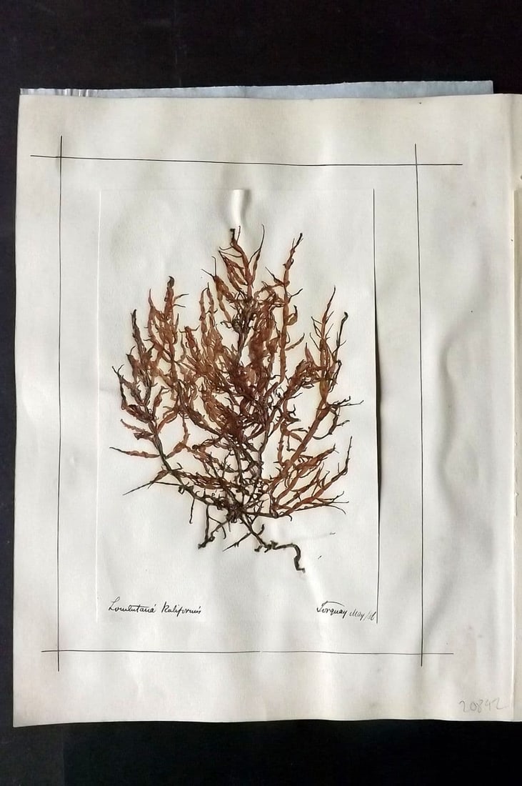 Pressed Seaweed (5) 1880's British Herbarium from Torquay, Devon (1 of 2)