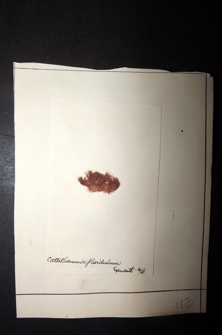 Pressed Seaweed 1880's British Herbarium from Exmouth, Devon (1 of 1)