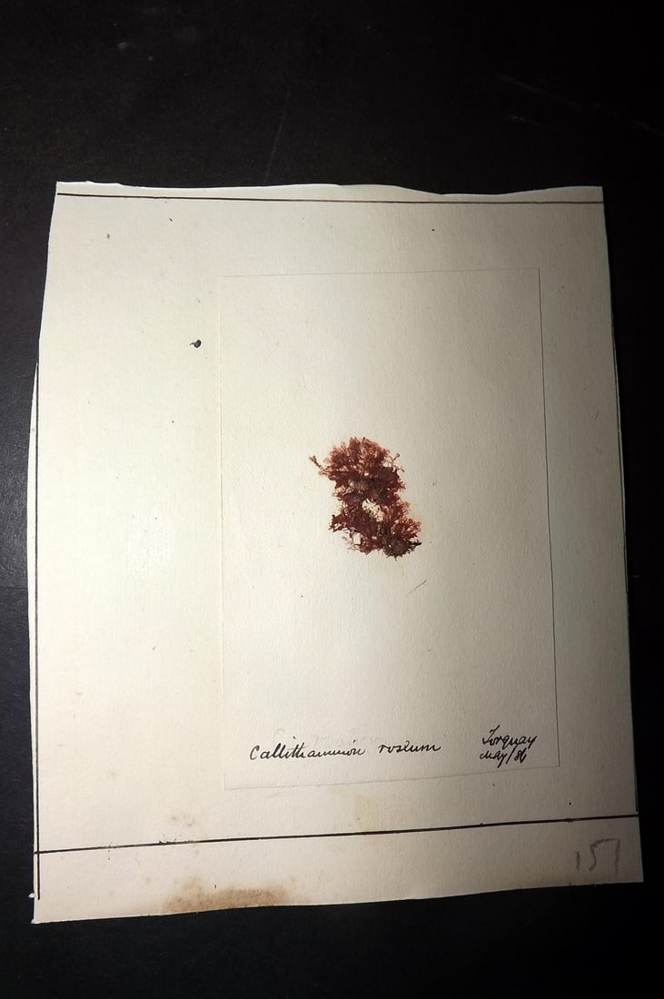 Pressed Seaweed 1880's British Herbarium from Torquay, Devon (1 of 1)