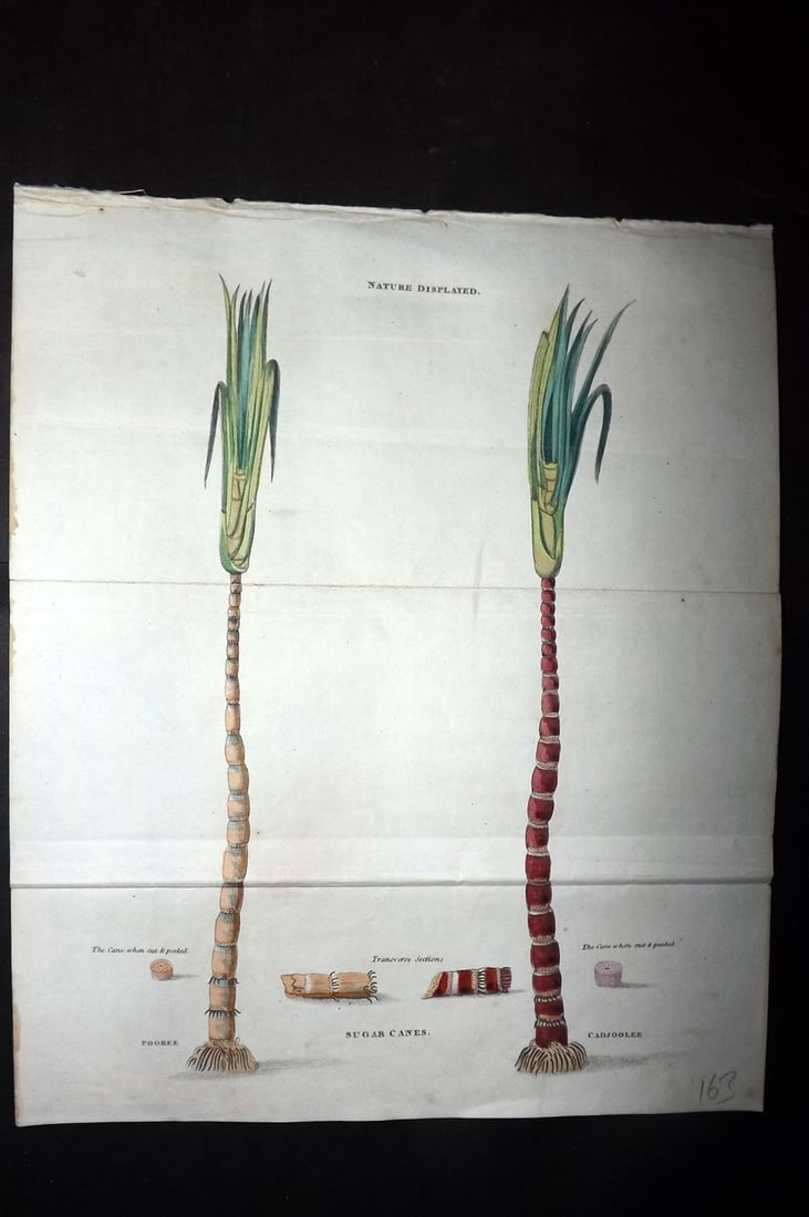 Shaw, Simeon 1823 Hand Col Botanical Print. Sugar Canes: Hand Colored Copper Plate Published 1823, London for "Nature Displayed in the Heavens, and on the Earth" by Simeon Shaw. Folds as issued. Paper Size: 9.5 x 8 inch (24 x 20cm) Good Condition