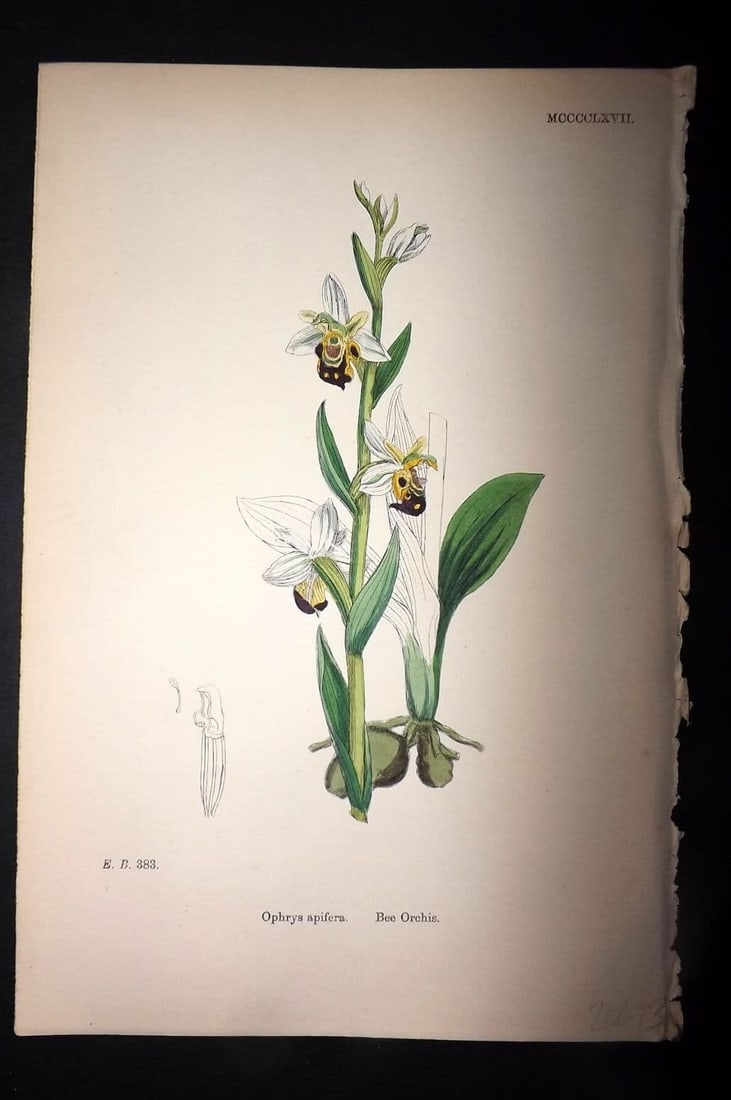 Sowerby, James 1869 Hand Col Botanical Print. Bee Orchis 1467 Orchid (1 of 1)