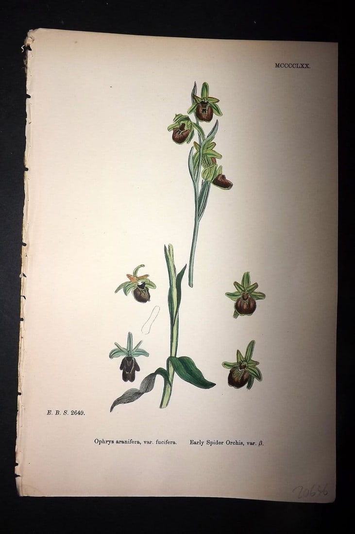 Sowerby, James 1869 Hand Col Botanical Print. Early Spider Orchis 1470 Orchid (1 of 1)
