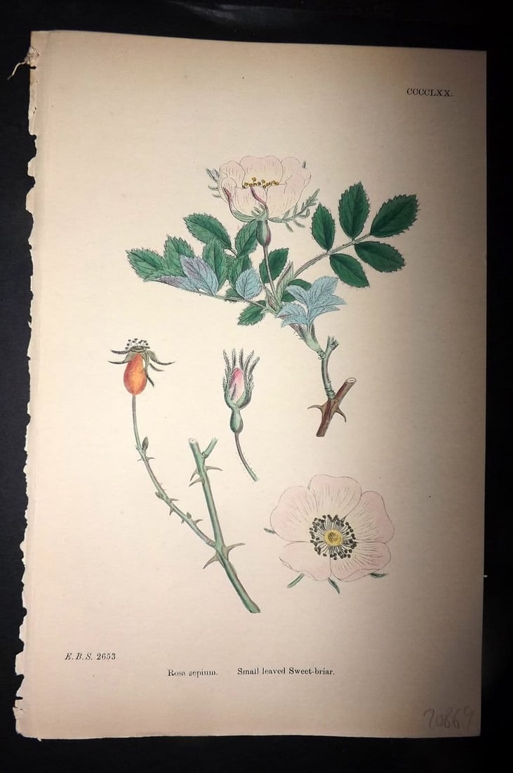 Sowerby, James 1886 Hand Col Botanical Print. Small leaved Sweet Briar Rose 470 (1 of 1)