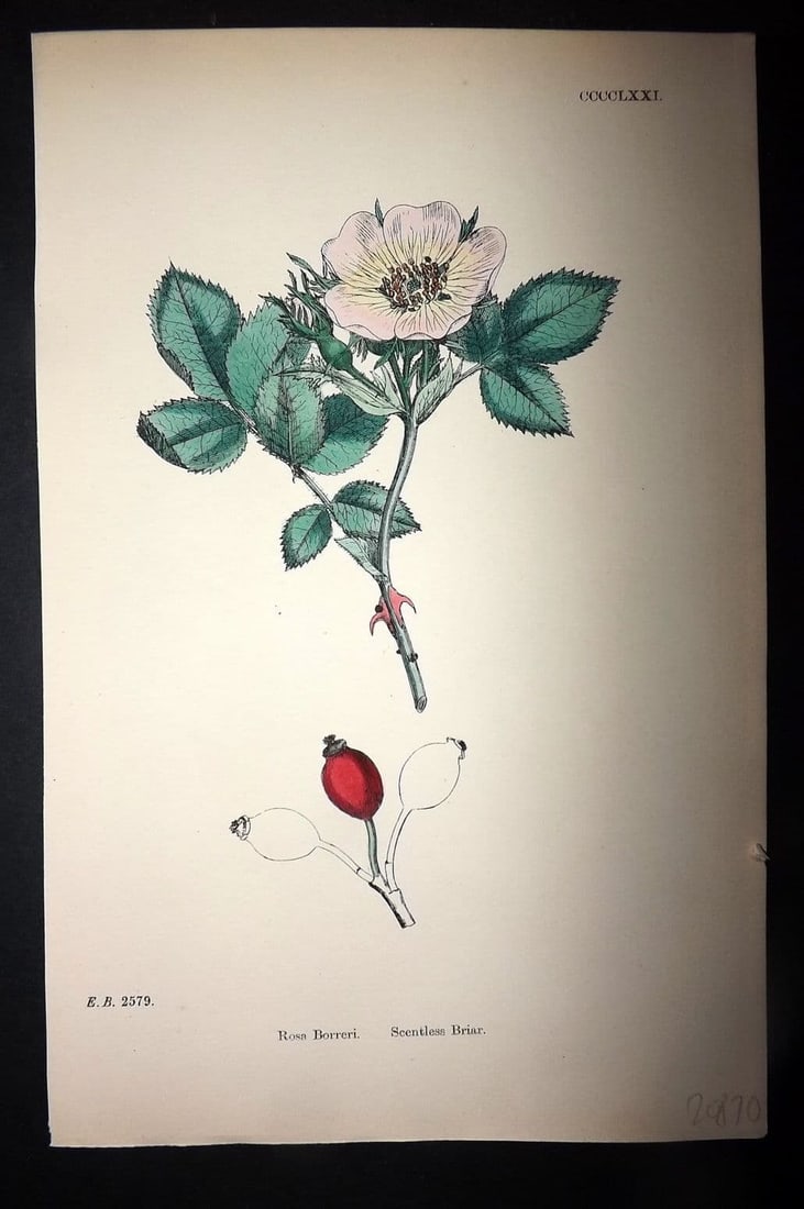 Sowerby, James 1886 Hand Col Botanical Print. Scentless Briar Rose 471 (1 of 1)