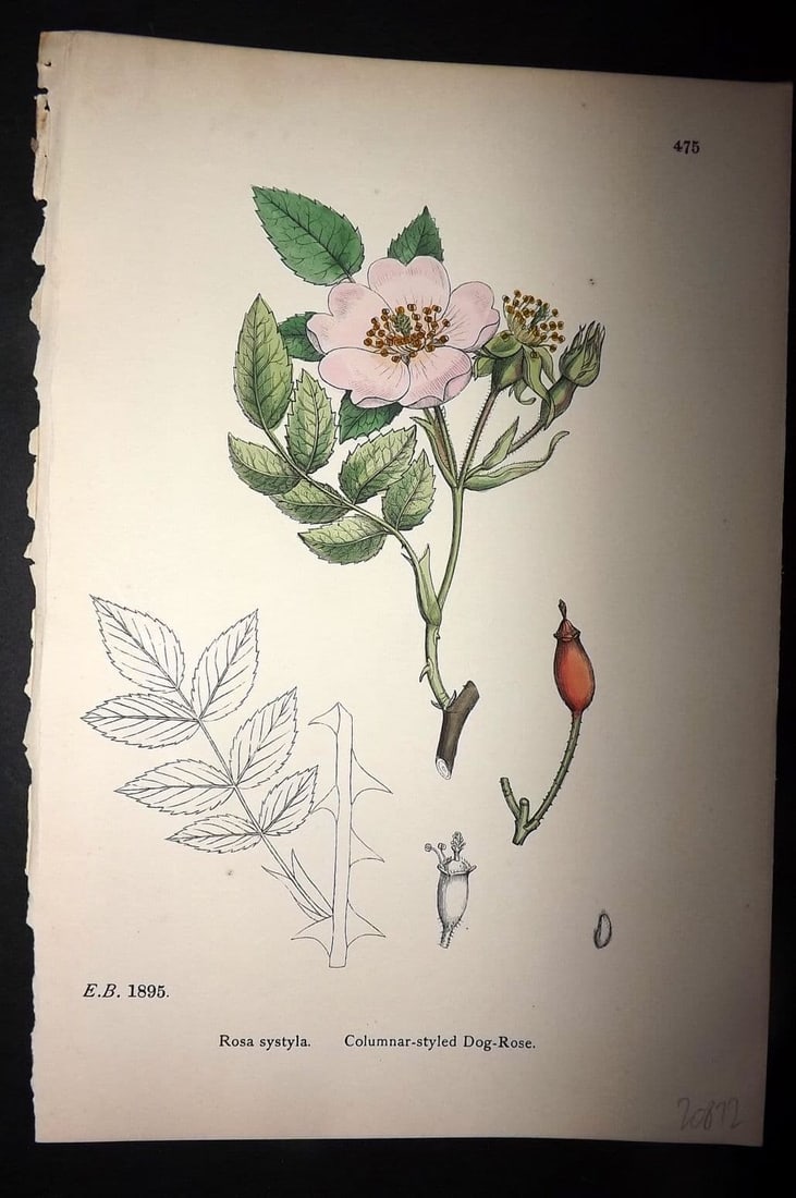 Sowerby, James 1886 Hand Col Botanical Print. Columnar-Styled Dog Rose 475 (1 of 1)