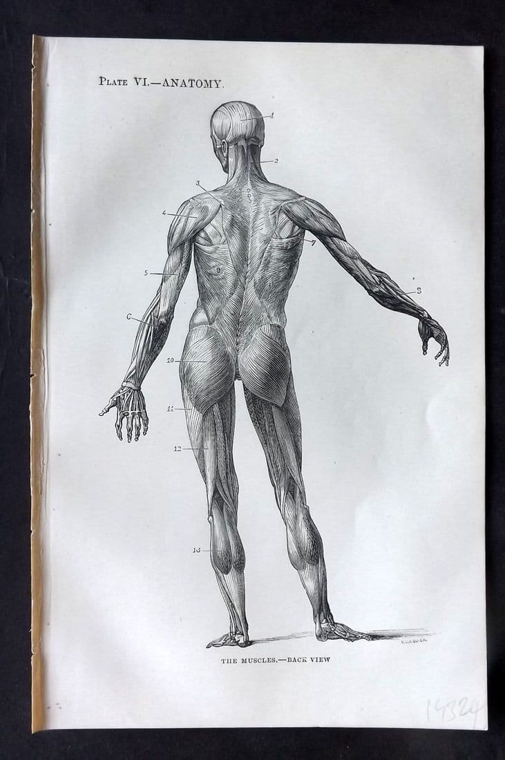 Beeton, Samuel 1870 Antique Print. Anatomy - Muscles - Back View 06: Antique Wood Engraving (Reverse side blank) Published 1870, London for "Beeton's Science, Art, and Literature..." by Samuel Orchart Beeton. Paper Size: 8 x 5.5 inch (21 x 14cm)