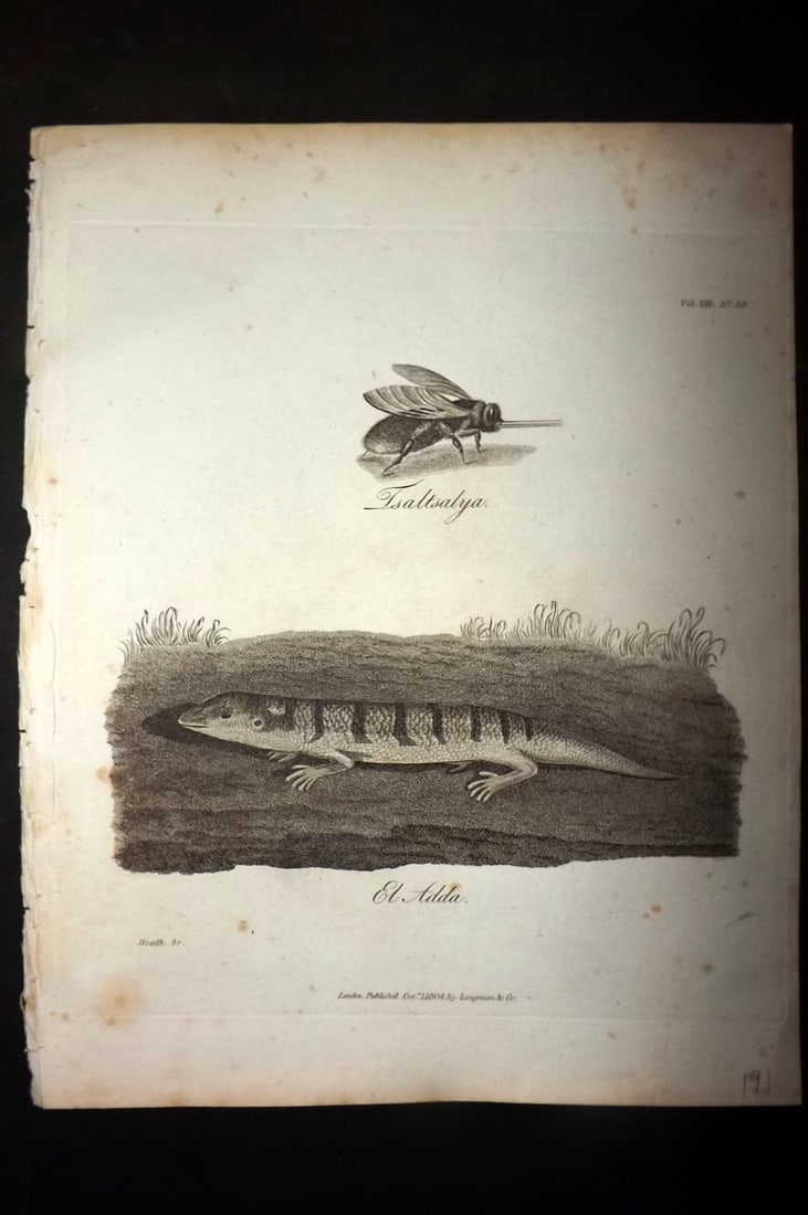 Bruce, James 1813 Antique Print. Tsaltsalya, El Adda: Copper Plate Published 1813, Edinburgh for "Travels to discover the source of the Nile" by James Bruce. Paper Size: 12 x 9 inch (30 x 23cm) Very minor margin toning. Good Condition