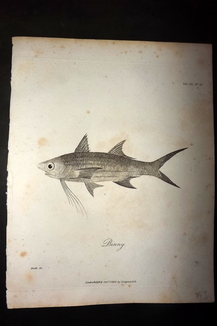 Bruce, James 1813 Antique Print. Binny Fish: Copper Plate Published 1813, Edinburgh for "Travels to discover the source of the Nile" by James Bruce. Paper Size: 12 x 9 inch (30 x 23cm) Some toning present