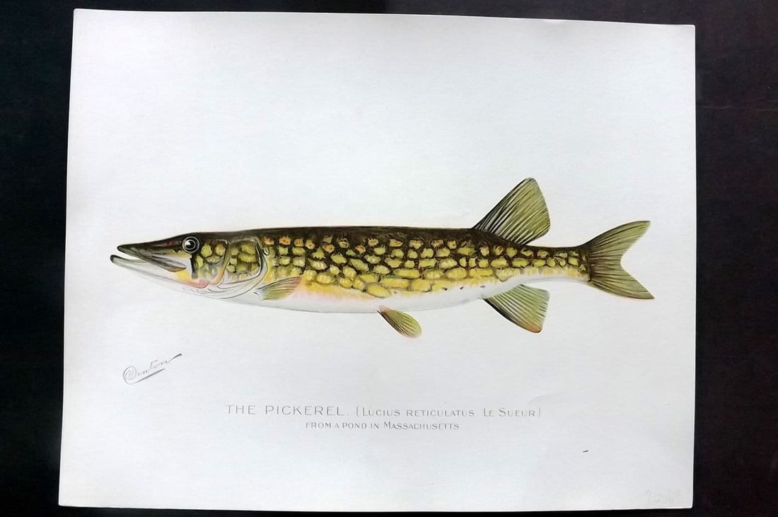 Denton, Sherman 1902 Folio Fish Print. Pickerel: Antique Chromolithograph Published 1902, Albany for "Fish and Game of the State of New York. Seventh Report" First and Deluxe Edition by the Forest, Fish and Game Commission of New York. Illustrated b