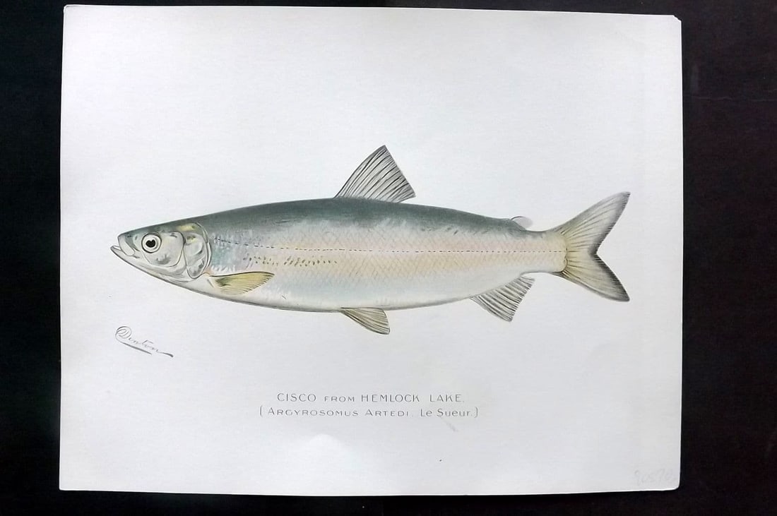 Denton, Sherman 1902 Folio Fish Print. Cisco from Hemlock Lake: Antique Chromolithograph Published 1902, Albany for "Fish and Game of the State of New York. Seventh Report" First and Deluxe Edition by the Forest, Fish and Game Commission of New York. Illustrated b