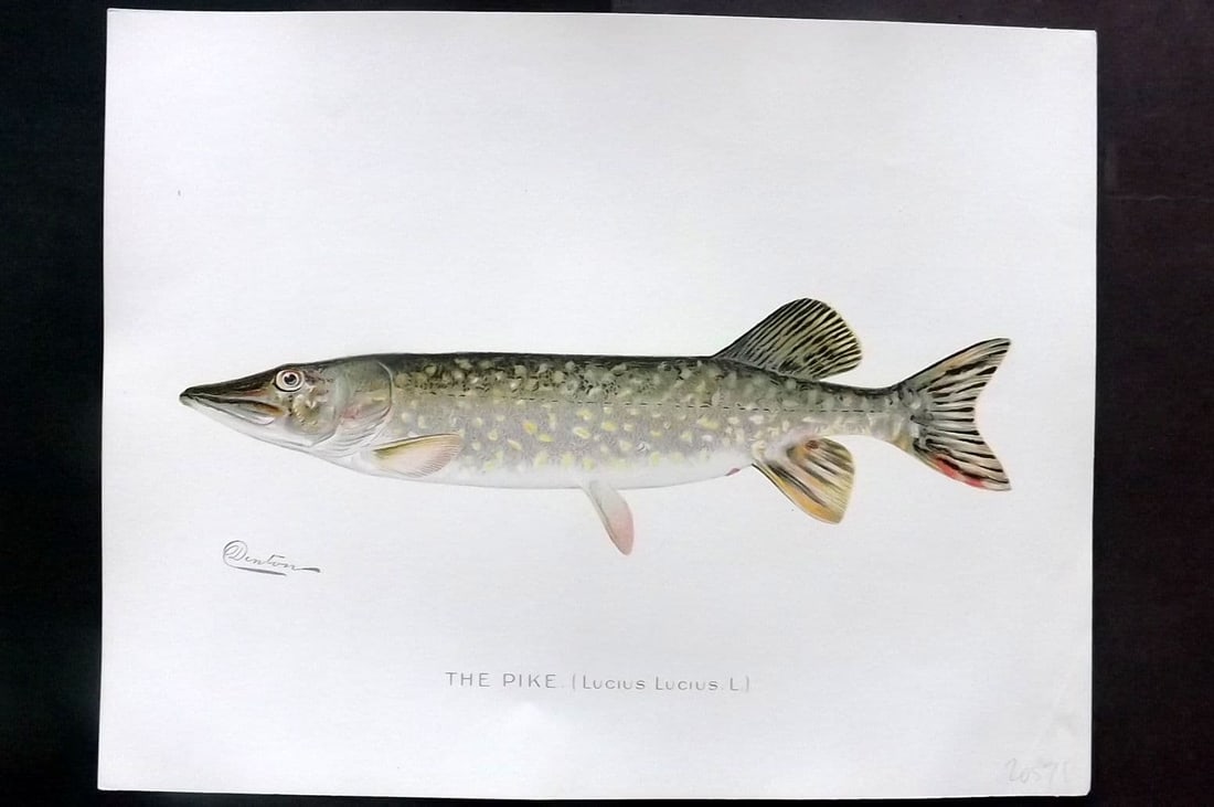 Denton, Sherman 1902 Folio Fish Print. Pike: Antique Chromolithograph Published 1902, Albany for "Fish and Game of the State of New York. Seventh Report" First and Deluxe Edition by the Forest, Fish and Game Commission of New York. Illustrated b