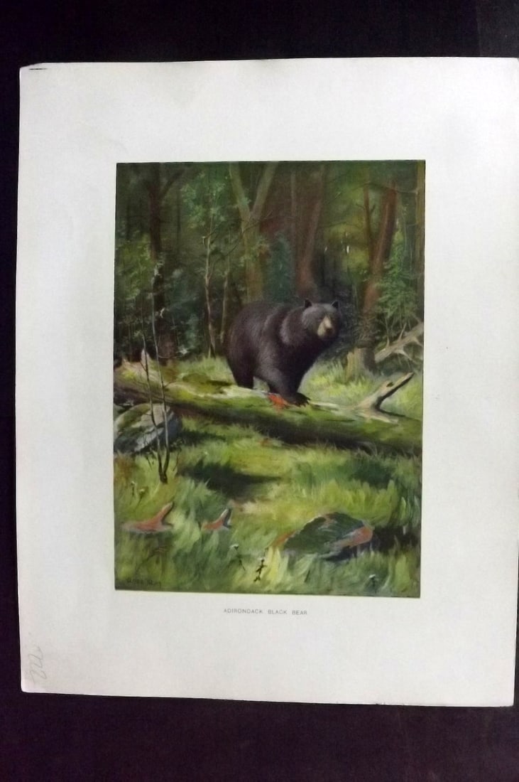 Kemp, Oliver 1902 Folio Print. Adirondack Black Bear (1 of 1)