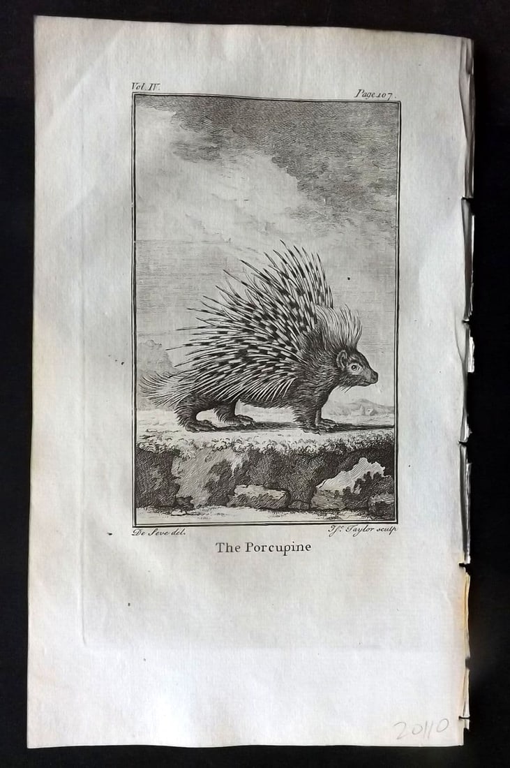 Goldsmith, Oliver 1779 Antique Print. Porcupine: Antique Copper Plate Published 1779, London for "An History of the Earth and Animated Nature" by Oliver Goldsmith. Paper Size: 8 x 5 inch (21 x 13cm) Good Condition