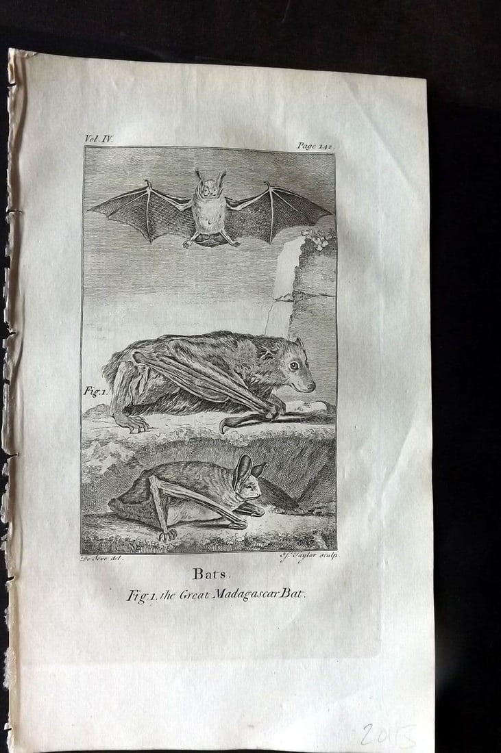 Goldsmith, Oliver 1779 Antique Print. Bats: Antique Copper Plate Published 1779, London for "An History of the Earth and Animated Nature" by Oliver Goldsmith. Paper Size: 8 x 5 inch (21 x 13cm) Good Condition