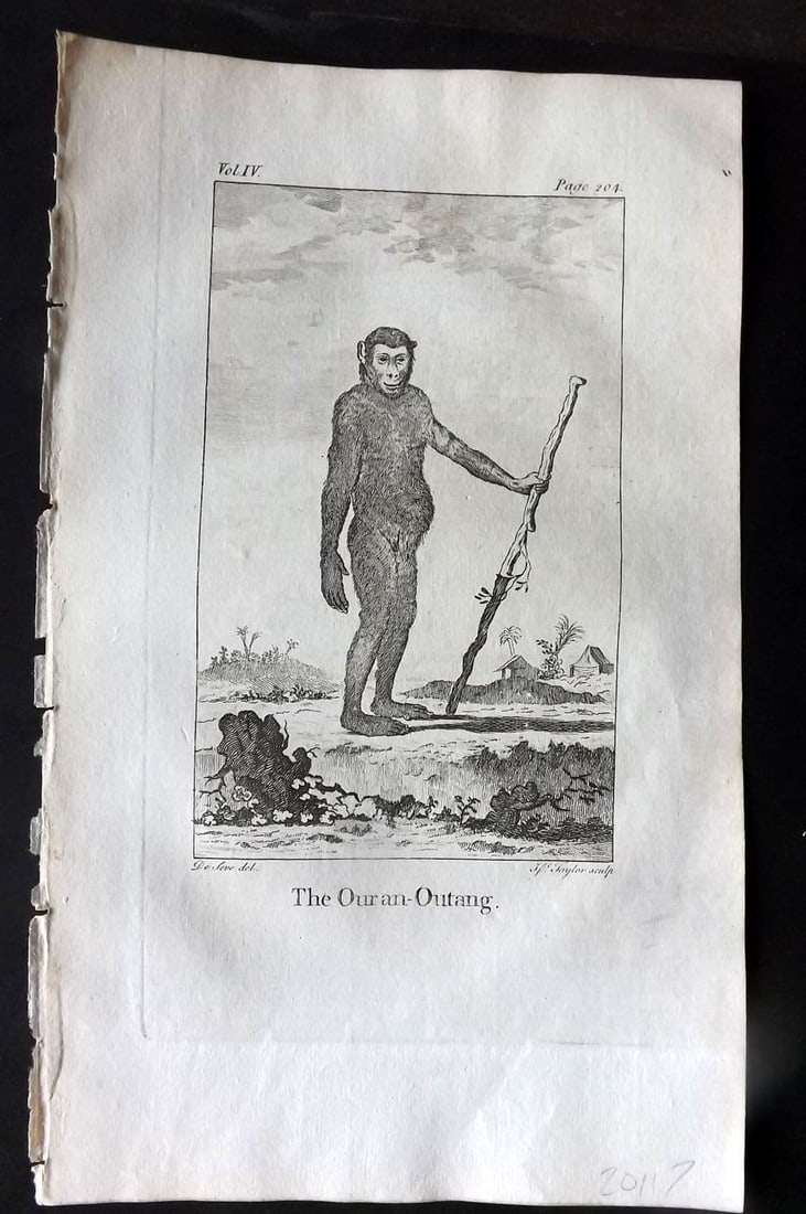 Goldsmith, Oliver 1779 Antique Print. Orangutan: Antique Copper Plate Published 1779, London for "An History of the Earth and Animated Nature" by Oliver Goldsmith. Paper Size: 8 x 5 inch (21 x 13cm) Good Condition