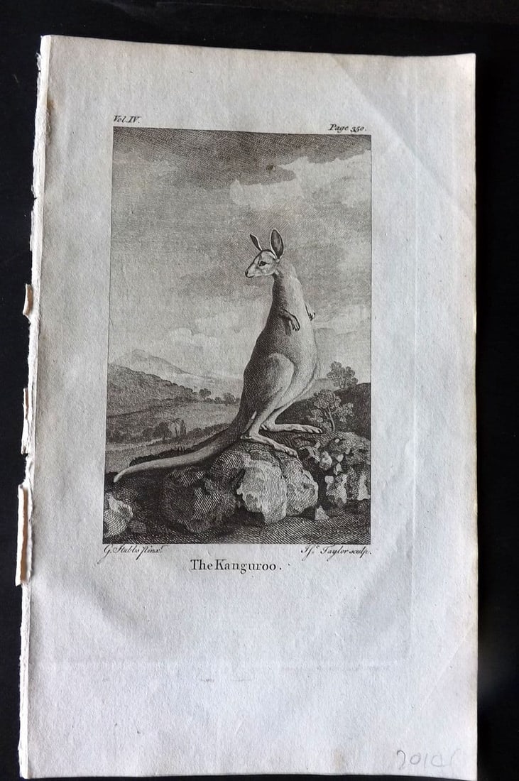Goldsmith, Oliver 1779 Antique Print. Kangaroo Australia: Antique Copper Plate Published 1779, London for "An History of the Earth and Animated Nature" by Oliver Goldsmith. Paper Size: 8 x 5 inch (21 x 13cm) Good Condition