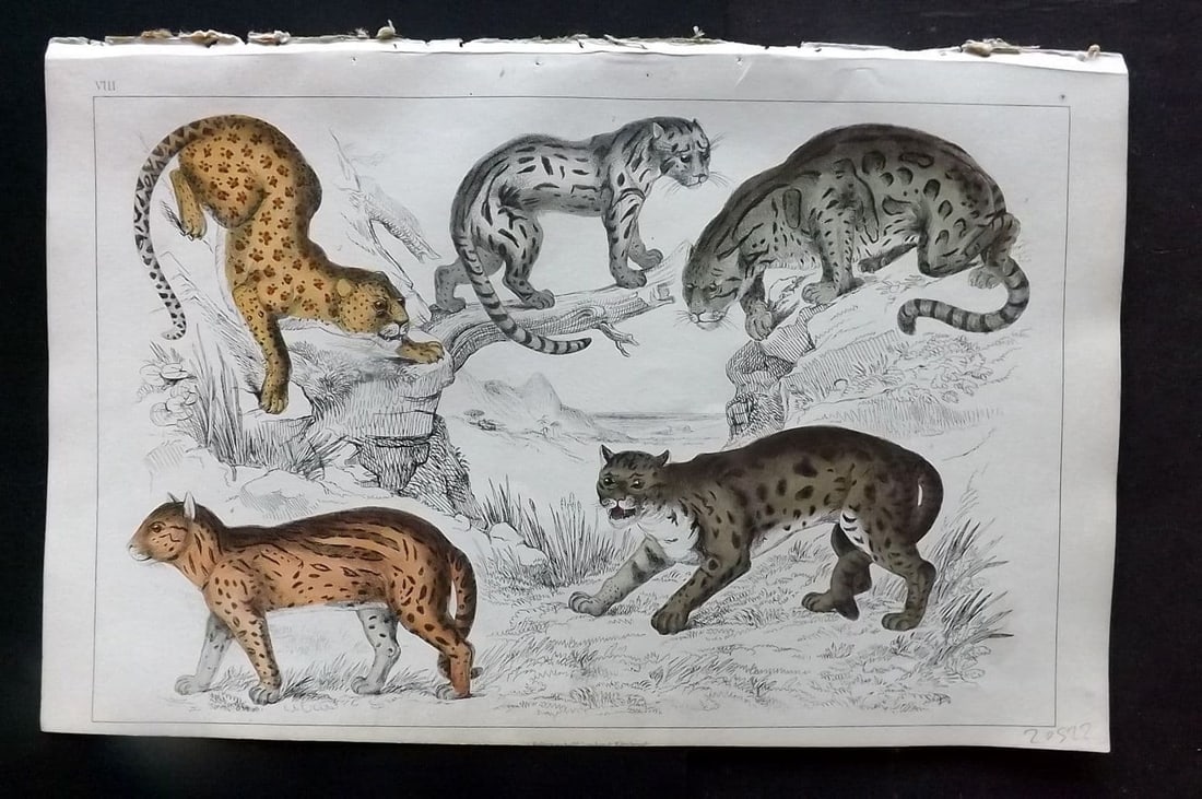 Goldsmith, Oliver 1852 Hand Col Print. Leopard, Ocelot, Sumatra Cat, Clouded Tiger 08 (1 of 1)