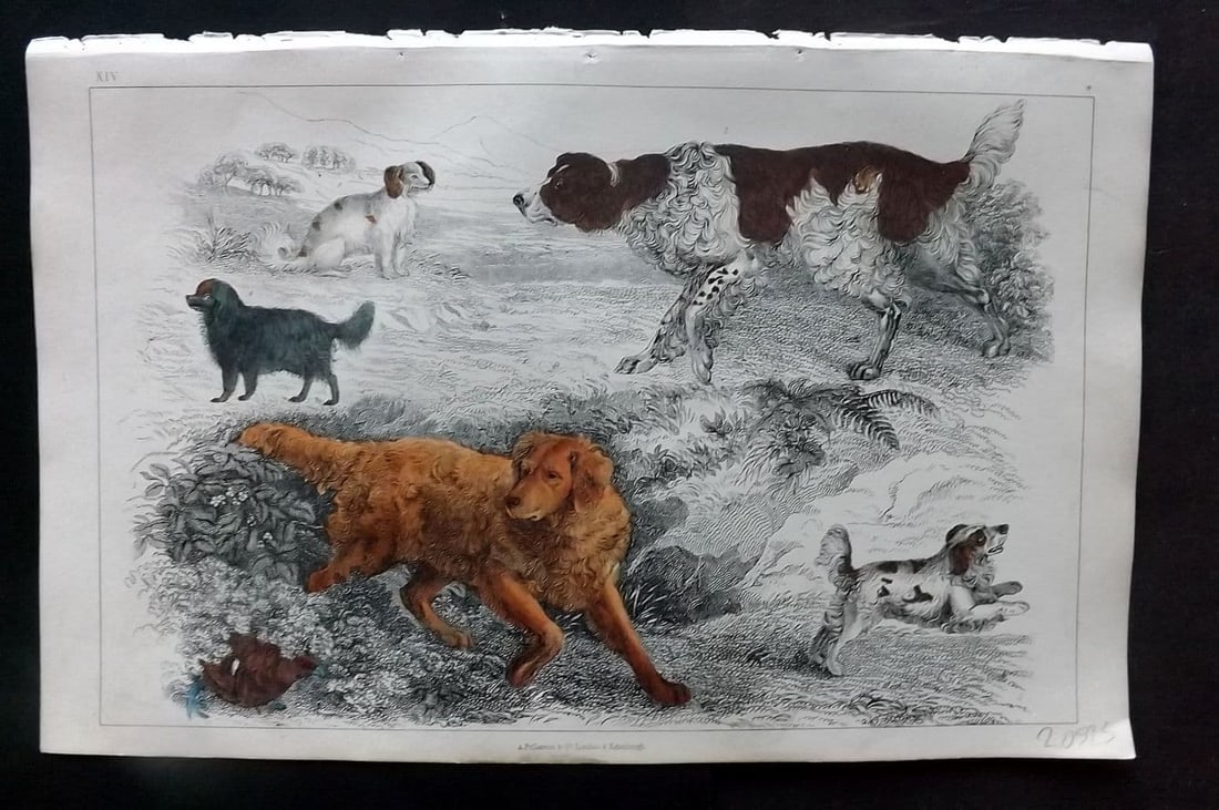Goldsmith, Oliver 1852 Hand Col Print. English Setter, Cocker, King Charles Dogs 14 (1 of 1)