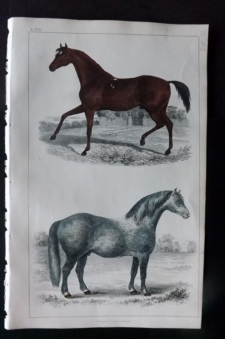 Goldsmith, Oliver 1852 Hand Col Print. Race Horse. Cart Horse 48: Antique Etching/Engraving Published 1852 by A. Fullarton & Co., London for "A History of the Earth and Animated Nature" by Oliver Goldsmith. Fine hand colour as issued. Paper Size: 10 x 6 inch (25 x 1