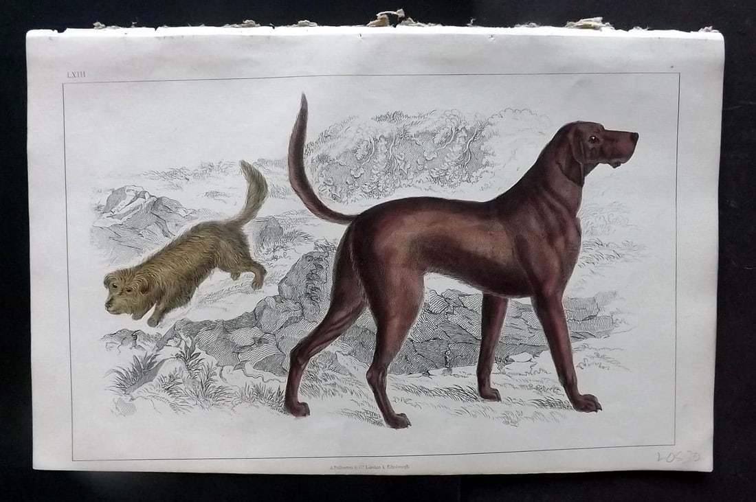 Goldsmith, Oliver 1852 Hand Col Print. Skye Terrier. Blood Hound Dog 63 (1 of 1)