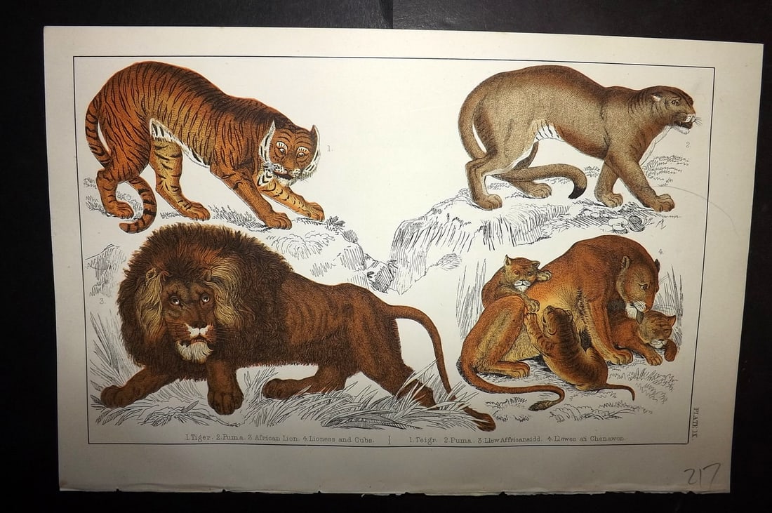 Goldsmith C1855 Hand Col Print. Tiger, African Lion, Puma, Lioness and Cubs 09: Hand Colored Etching/Engraving Published C1855 by A. Fullarton & Co., London for "A History of the Earth and Animated Nature" by Oliver Goldsmith. Paper Size: 10 x 6 inch (25 x 16cm) Good Condition