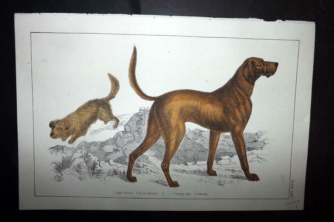 Goldsmith C1855 Hand Col Print. Skye Terrier. Blood Hound Dog 63 (1 of 1)