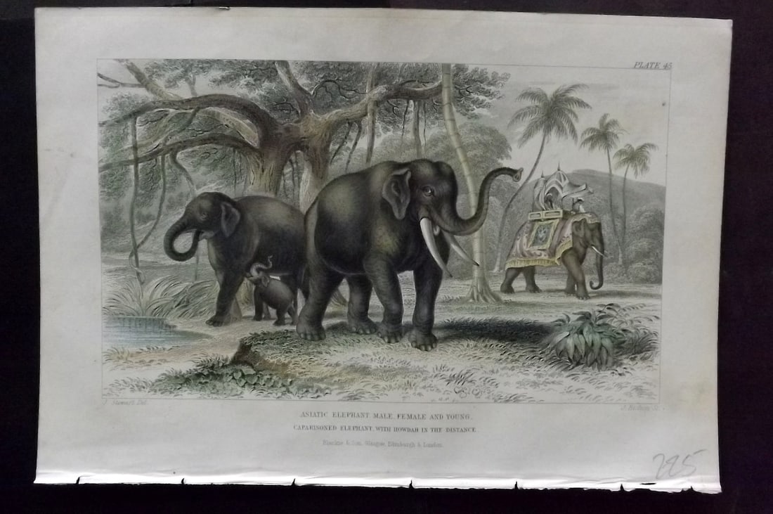 Goldsmith, Oliver 1856 Hand Col Print. Asiatic Elephant 45: Hand Colored Steel Engraving Published 1854-55 by Blackie & Son, London for "A History of the Earth and Animated Nature"by Oliver Goldsmith. Paper Size: 9.5 x 6 inch (24 x 16cm) Good Condition