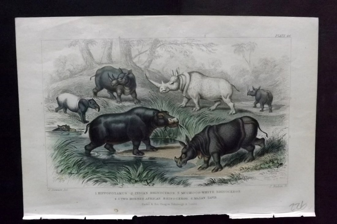 Goldsmith, Oliver 1856 Hand Col Print. Hippo, Rhino & Malay Tapir 46 (1 of 1)