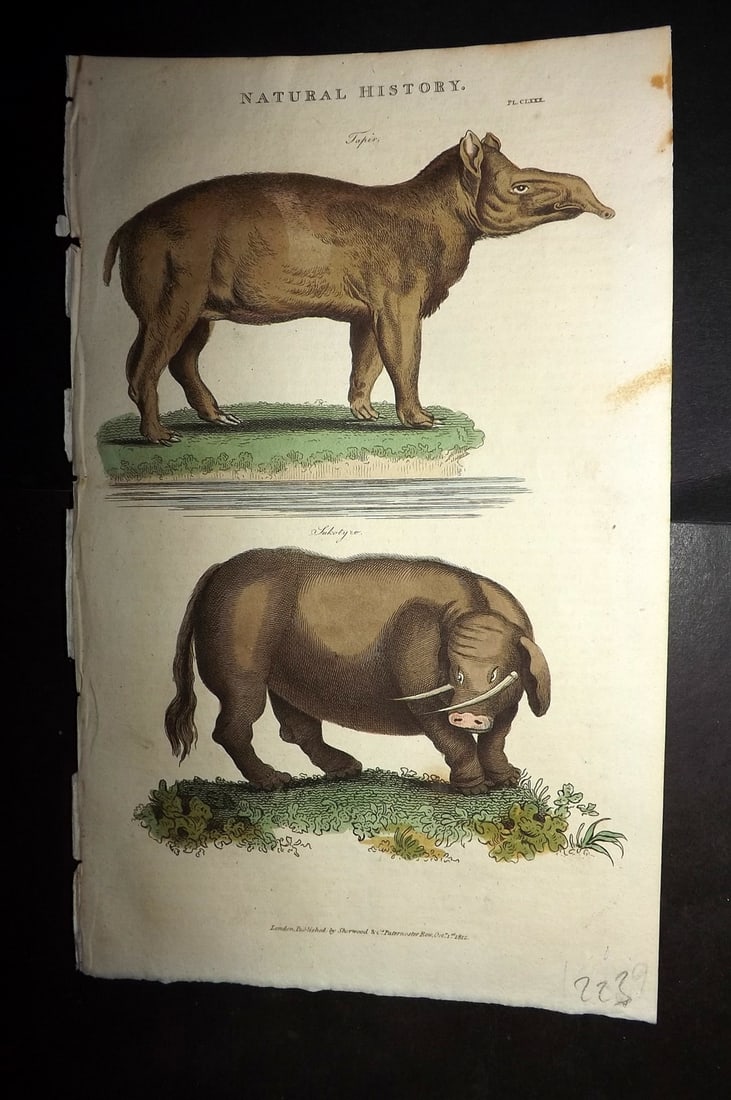 Good, John 1813 Hand Col Print. Tapir & Sukotyro Mythical Animal 180 (1 of 1)