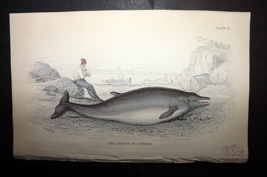 Jardine, William 1837 Hand Col Print. Diodon of Sowerby 12: Hand Colored Steel Engraving/Etching Published 1833-43 by W.H.Lizars, Edinburgh for "The Naturalist's Library"by Sir William Jardine. Paper Size: 6.5 x 4.25 inch (17 x 11cm) Good Condition