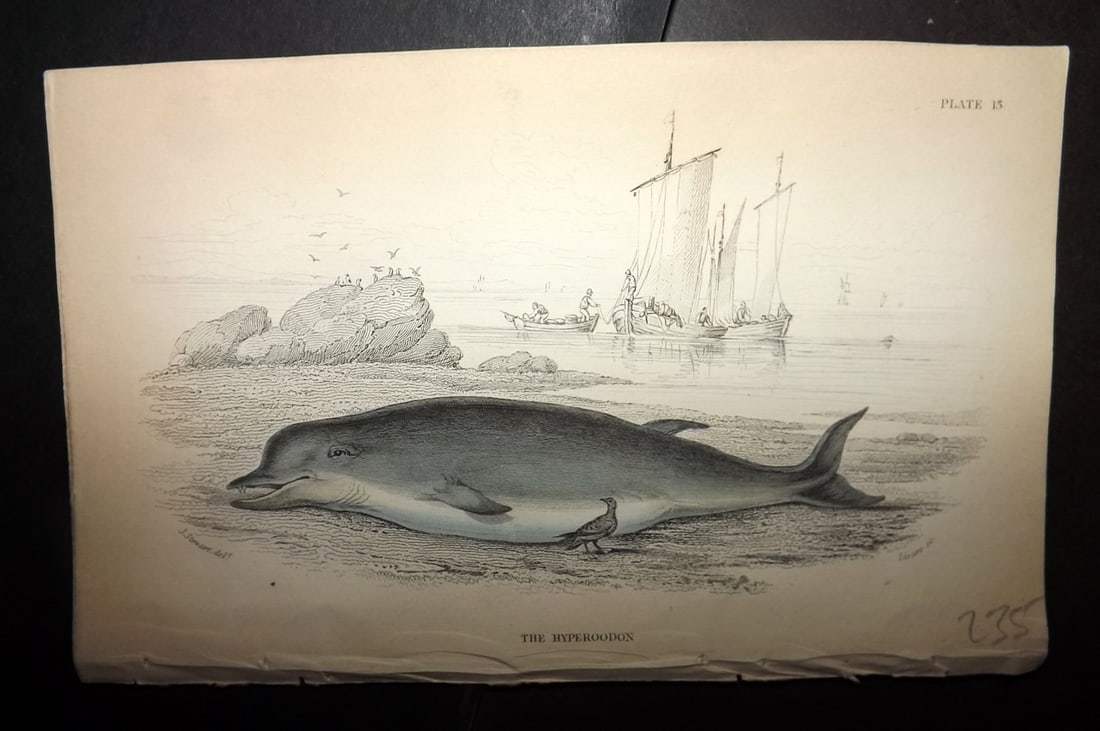 Jardine, William 1837 Hand Col Print. Hyperoodon 13: Hand Colored Steel Engraving/Etching Published 1833-43 by W.H.Lizars, Edinburgh for "The Naturalist's Library"by Sir William Jardine. Paper Size: 6.5 x 4.25 inch (17 x 11cm) Good Condition